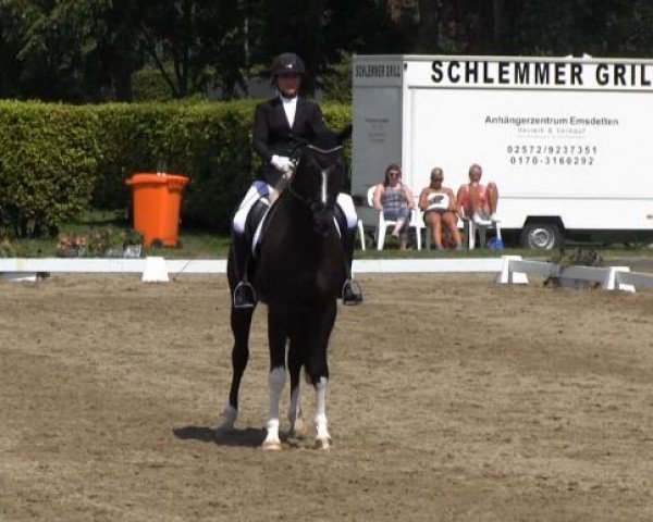 dressage horse Daytona E (Westphalian, 2008, from Dream On)