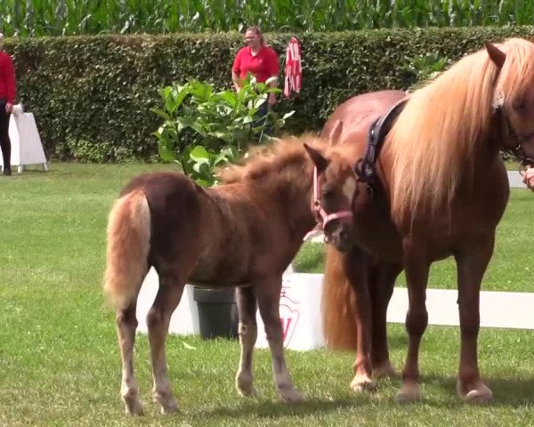 Handorfer-Kleinpferdetag 2017