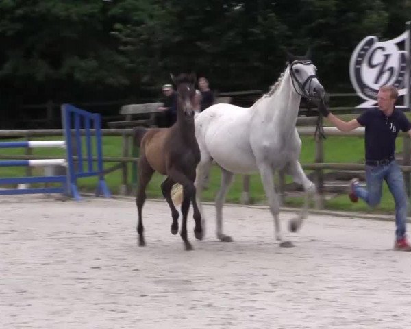 Stuten- und Fohlenschau Detmold 2017