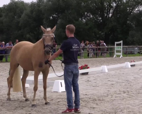 Stuten- und Fohlenschau Detmold 2017
