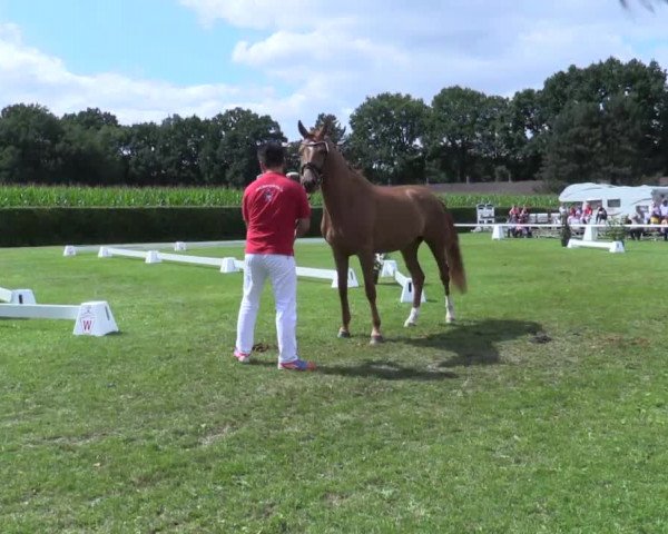 Stuten- und Fohlenschau Münster-Handorf 2017