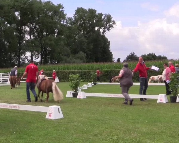 Handorfer-Kleinpferdetag 2017