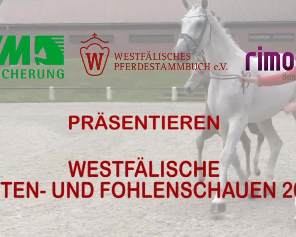 Stuten- und Fohlenschau Detmold 2017