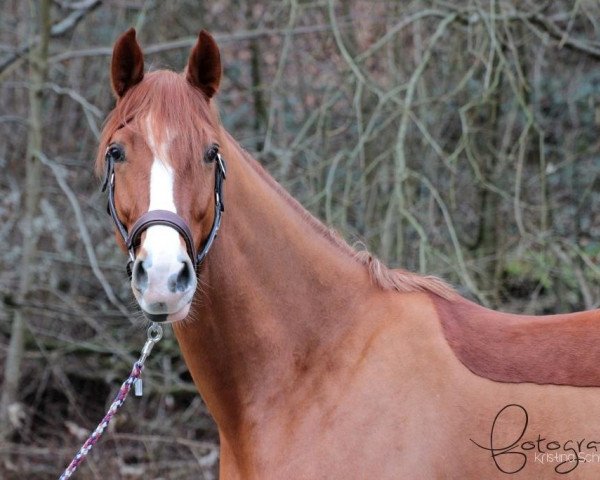 dressage horse Lissabomba T (Westphalian, 2007, from Lissabon 29)