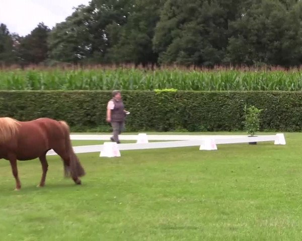 Handorfer-Kleinpferdetag 2017