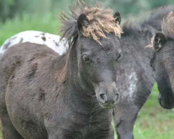 jumper J (Dt.Part-bred Shetland pony, 2014, from Upside van de berk)