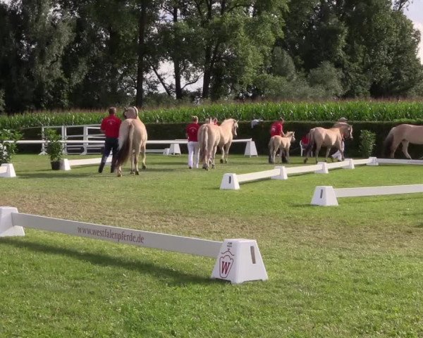 Handorfer-Kleinpferdetag 2017
