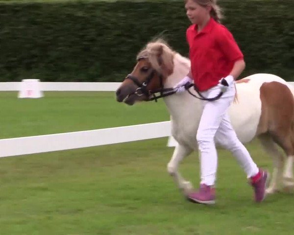 Handorfer-Kleinpferdetag 2017