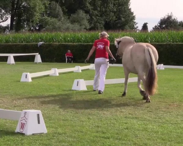 Handorfer-Kleinpferdetag 2017