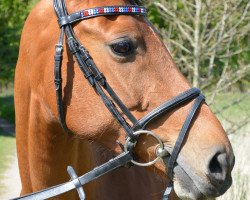 jumper Steendieks Pauline (German Riding Pony, 2005, from For-Pleasure)