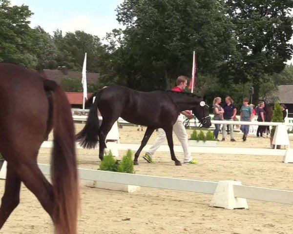 50. Westfälische Eliteschau - Reitpony- und Kleinpferdestuten