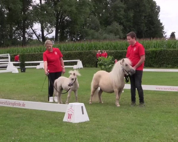 Handorfer-Kleinpferdetag 2017