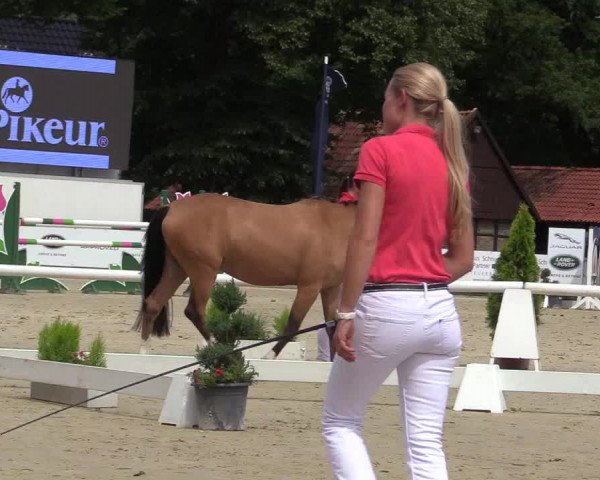 50. Westfälische Eliteschau - Reitpony- und Kleinpferdestuten