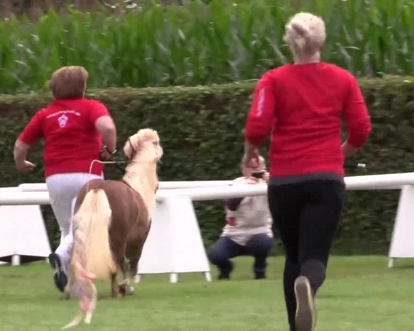 Handorfer-Kleinpferdetag 2017