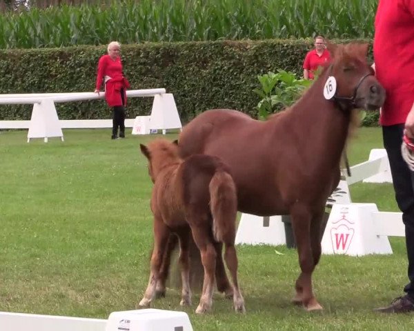 Handorfer-Kleinpferdetag 2017