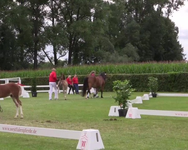 Handorfer-Kleinpferdetag 2017