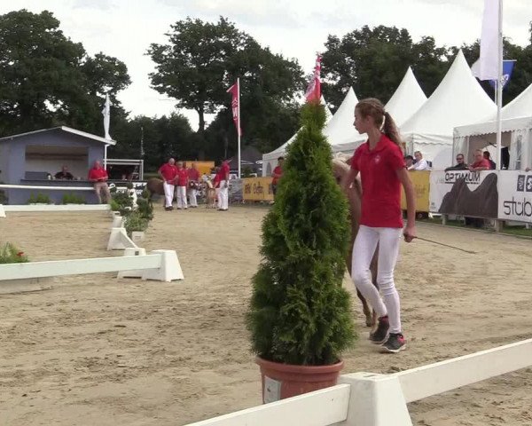50. Westfälische Eliteschau - Reitpony- und Kleinpferdestuten
