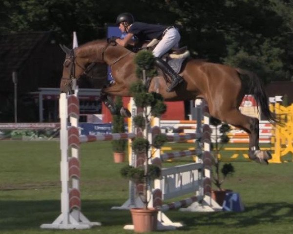 broodmare Chacstara 2 (Oldenburg show jumper, 2008, from Chacco-Blue)