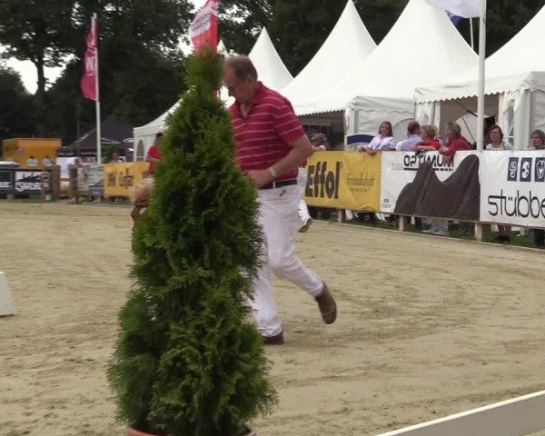 50. Westfälische Eliteschau - Reitpony- und Kleinpferdestuten