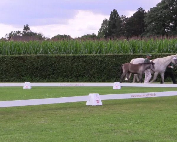 Handorfer-Kleinpferdetag 2017