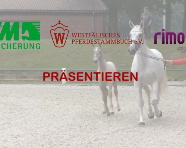 Stuten- und Fohlenschau Herford 2017