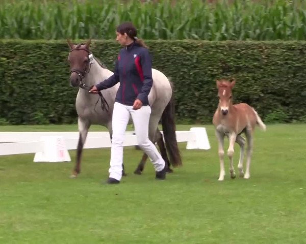 Handorfer-Kleinpferdetag 2017