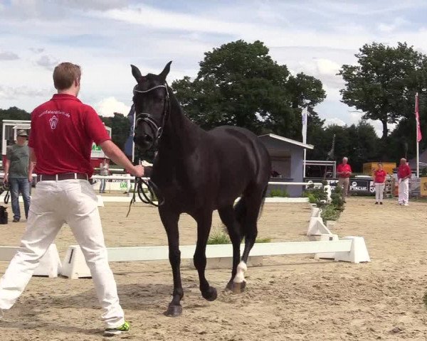 50. Westfälische Eliteschau - Reitpony- und Kleinpferdestuten
