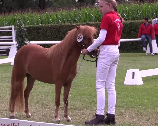 Handorfer-Kleinpferdetag 2017