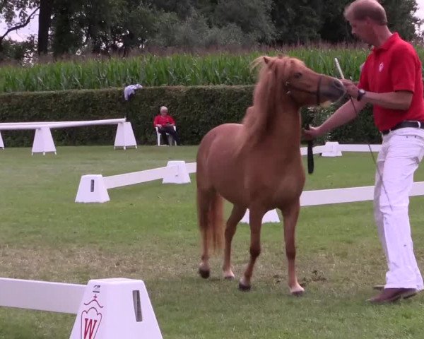 Handorfer-Kleinpferdetag 2017
