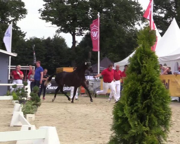 50. Westfälische Eliteschau - Reitpony- und Kleinpferdestuten