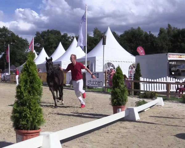 50. Westfälische Eliteschau - Reitpony- und Kleinpferdestuten