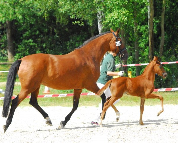 horse Feiner Prinz (German Sport Horse, 2014, from Fürst Fohlenhof)