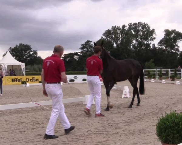 52. Westfälische Eliteschau Reitpferde-, Friesen- und Kaltblutstuten