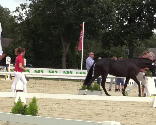 50. Westfälische Eliteschau - Reitpony- und Kleinpferdestuten