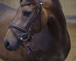 broodmare Nuomi B (German Riding Pony, 2011, from Nemax)