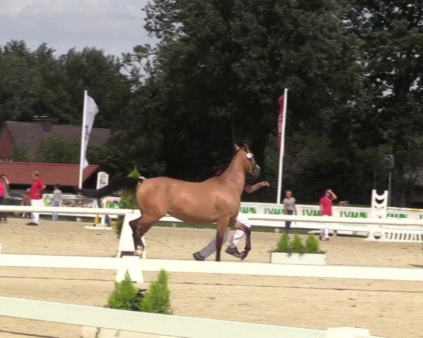 50. Westfälische Eliteschau - Reitpony- und Kleinpferdestuten