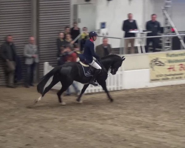Hengstschau VER-Dinale 2018 - Hengste und Highlights