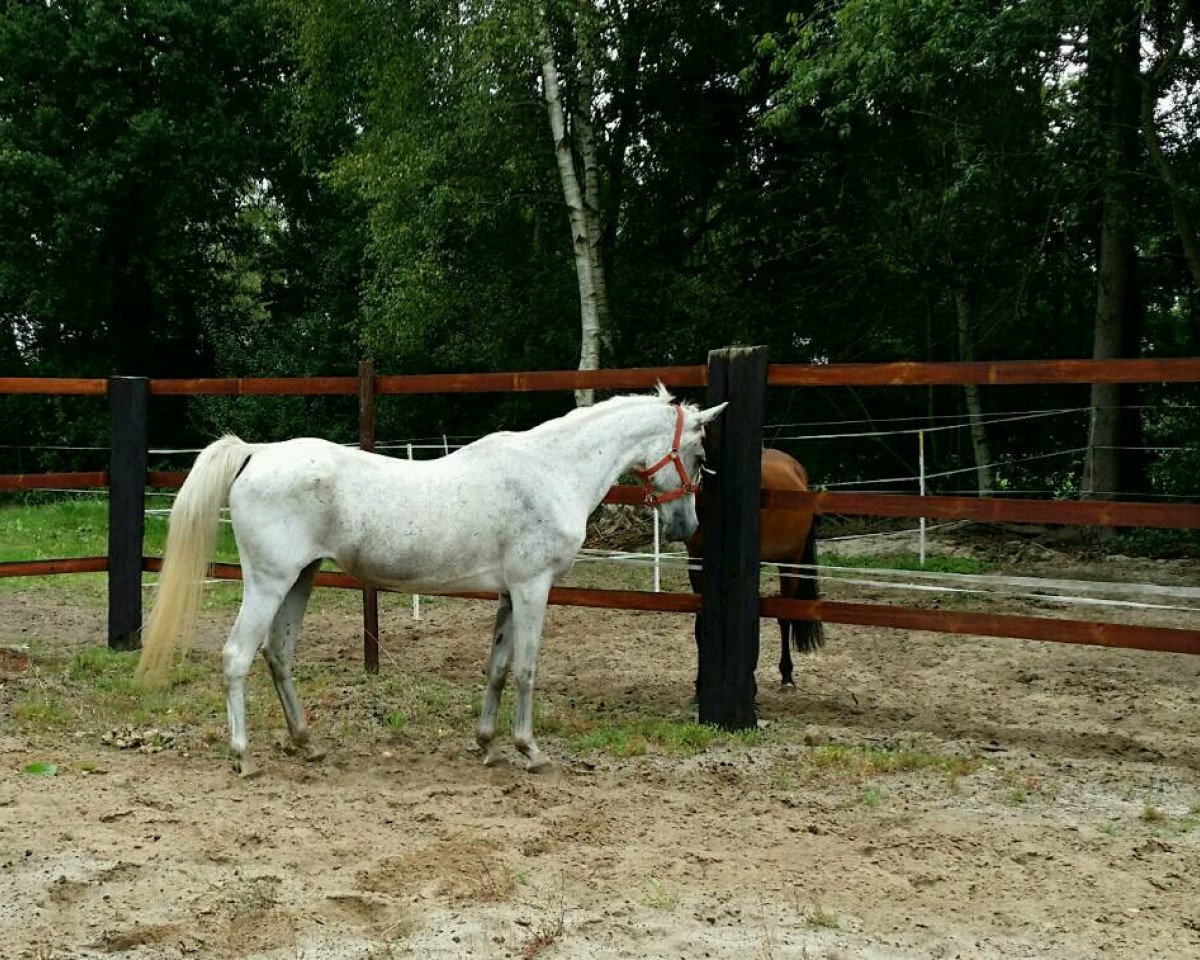 broodmare Ishara Al Amar 1995 ox (Arabian purebred, 1995, from Jaban Al Amar)