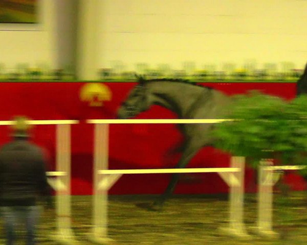 Freispringwettbewerb Münchehofe 2018