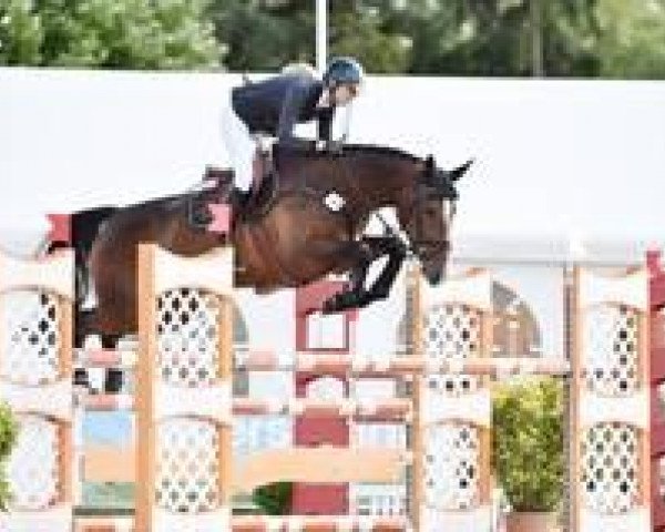 jumper Cellestis (Oldenburg show jumper, 2009, from Cellestial)