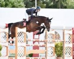 jumper Cellestis (Oldenburg show jumper, 2009, from Cellestial)