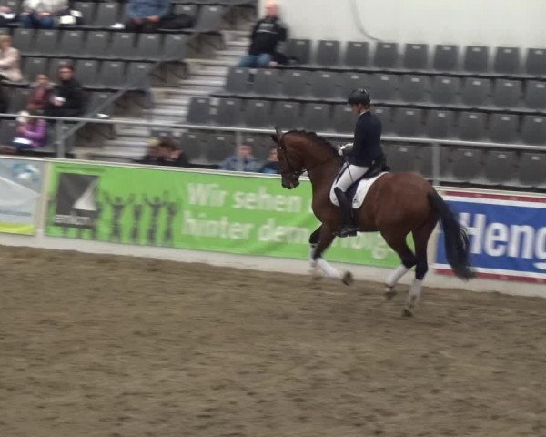 Hengstschau VER-Dinale 2018 - Hengste und Highlights