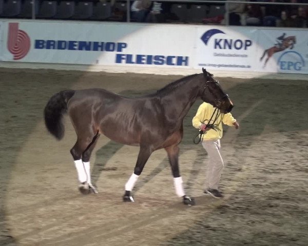 Hengstschau VER-Dinale 2018 - Hengste und Highlights