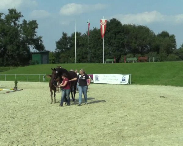 Stuten- und Fohlenschau Hamm-Rhynern 2017