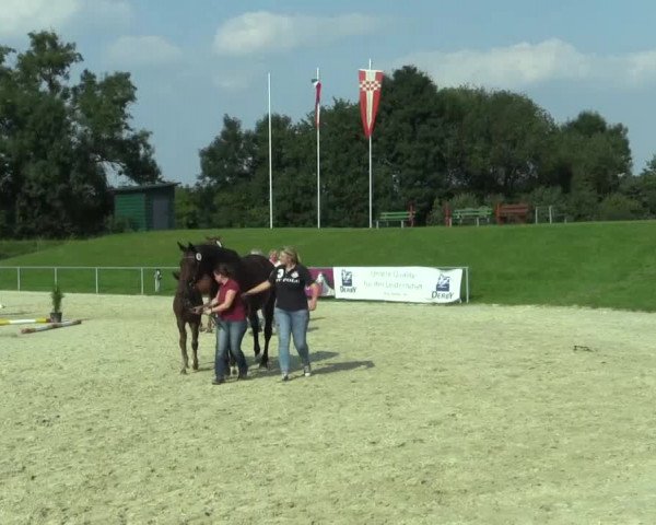 Stuten- und Fohlenschau Hamm-Rhynern 2017