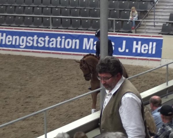 Hengstschau VER-Dinale 2018 - Hengste und Highlights