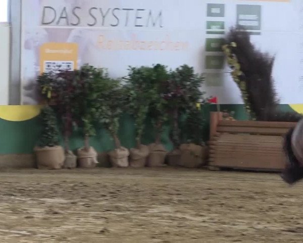 Präsentation Auktionspferde Hof Borgmann 2018
