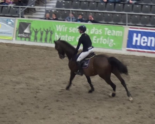 Hengstschau VER-Dinale 2018 - Hengste und Highlights