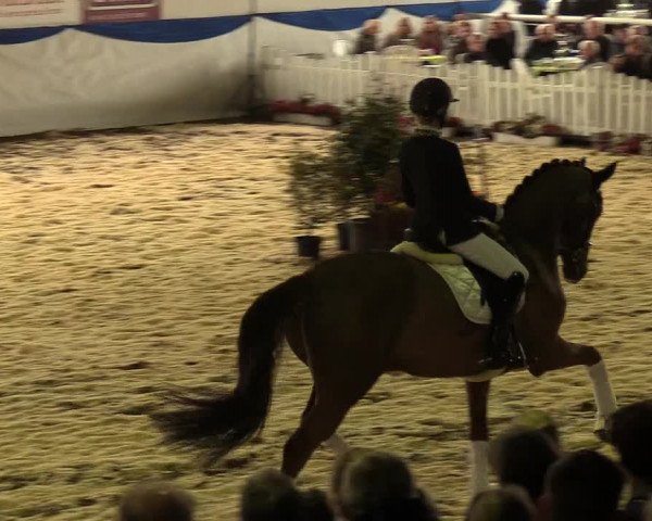 Hengstschau Holkenbrink 2018