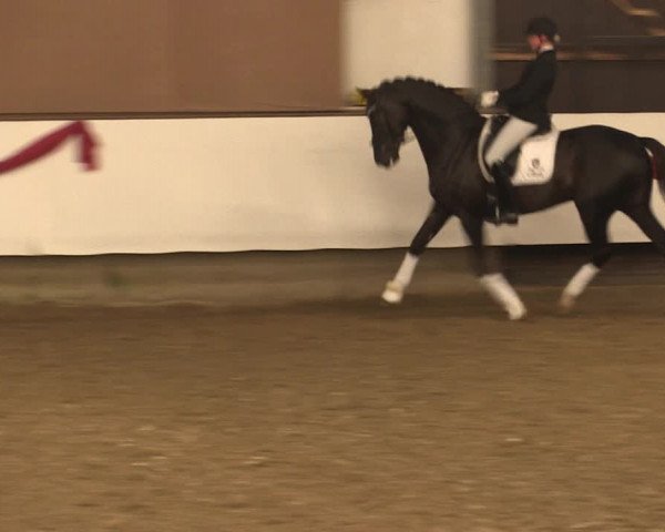 Hengstschau Rohmann 2018